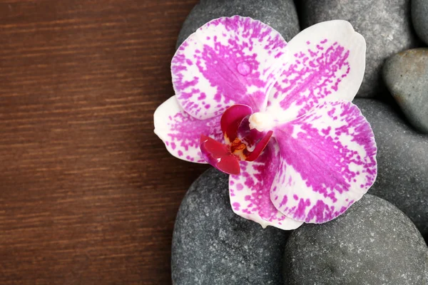 Pietre termali e orchidee — Foto Stock