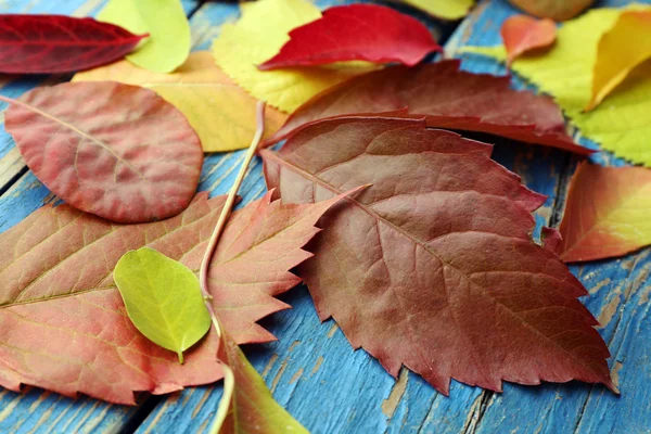 sonbahar yaprakları arka plan