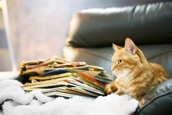 Gato vermelho e pilha de livros — Fotografia de Stock