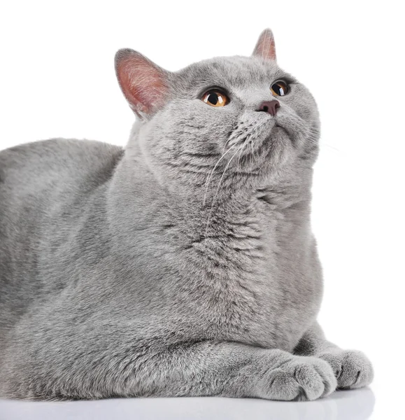 Short-hair grey cat — Stock Photo, Image