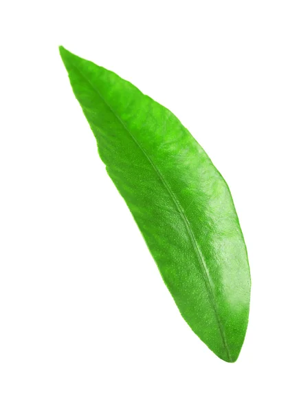 Green leaf of orange tree — Stock Photo, Image