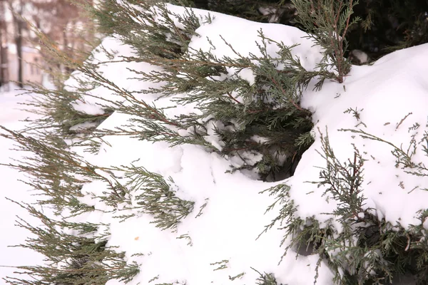 Snow-covered thuya bush — Stock Photo, Image