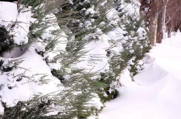 Arbusto tuya cubierto de nieve —  Fotos de Stock