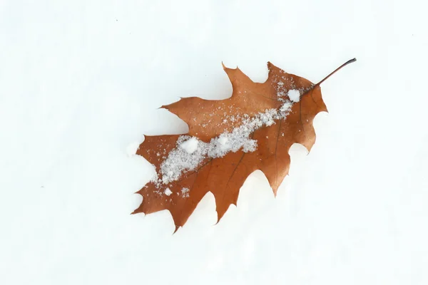 美しい茶色の葉 — ストック写真