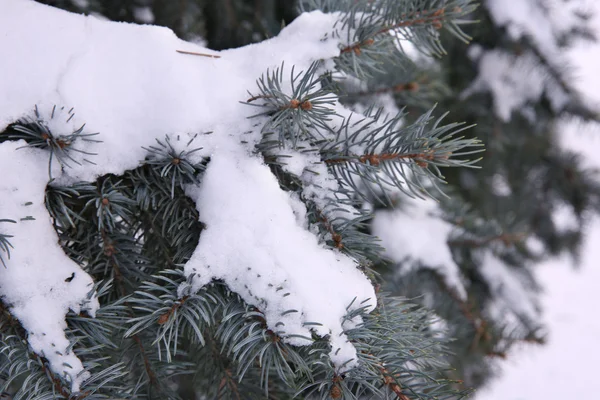 Árbol de Navidad cubierto de nieve ramas —  Fotos de Stock