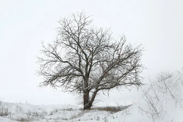 Árbol en campo de invierno — Foto de Stock