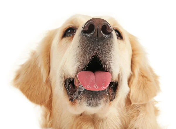 Muzzle of golden retriever — Stock Photo, Image