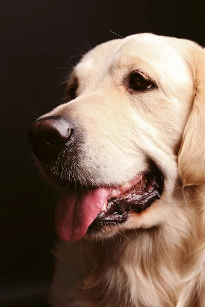 Snuit van golden retriever — Stockfoto