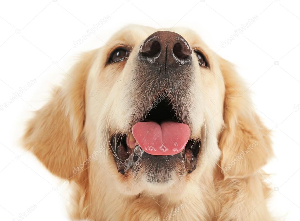 golden retriever muzzle
