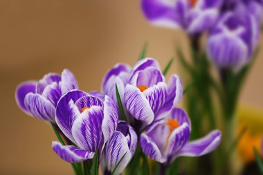 güzel bitkisi çiçeği.