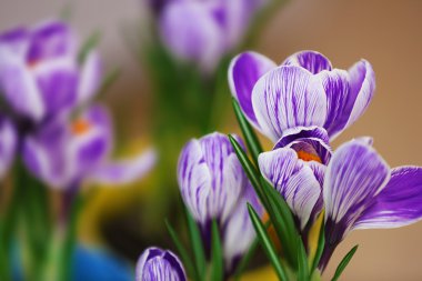 Güzel bitkisi çiçeği portre