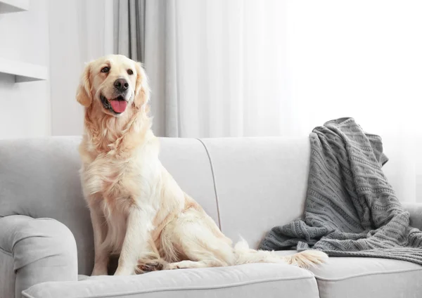 Golden retriever sitting on a sofa