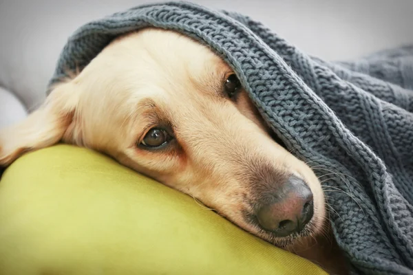 Golden retriever leżącego pod kocem — Zdjęcie stockowe