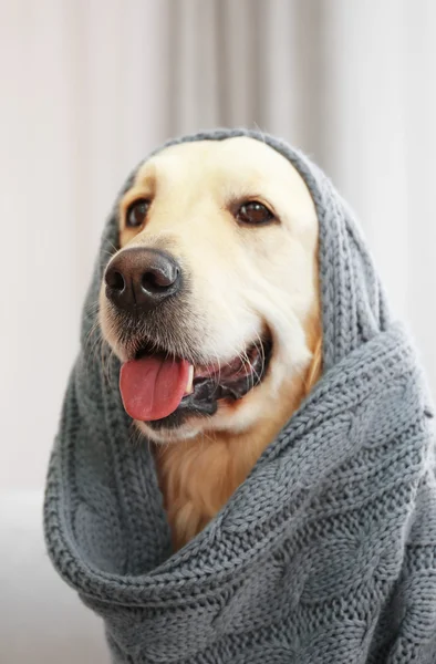 Golden retriever in blanket at home — Stock Photo, Image