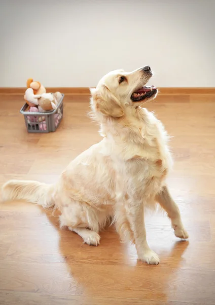 Golden retriever siedzi na podłodze — Zdjęcie stockowe