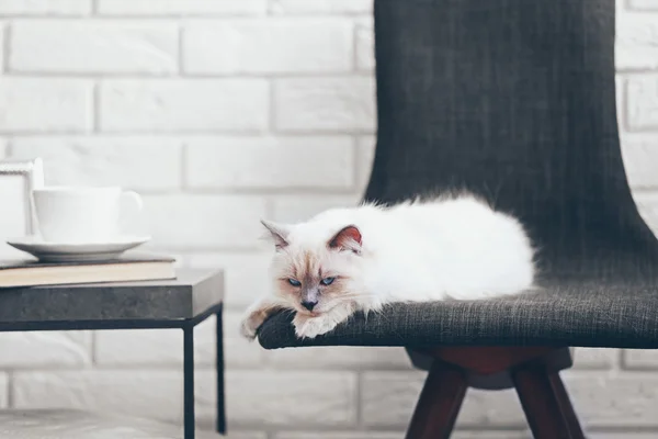 Renk-nokta kedi — Stok fotoğraf