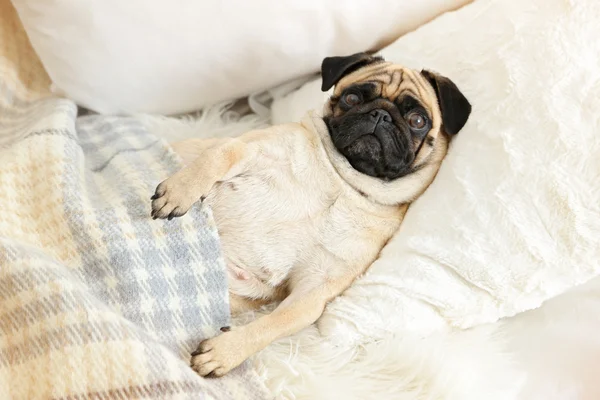 Собака-мопс лежит в постели под одеялом — стоковое фото
