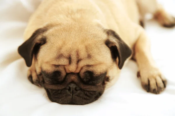 Pug perro durmiendo — Foto de Stock