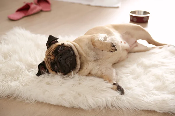 Pug dog lying — Stock Photo, Image