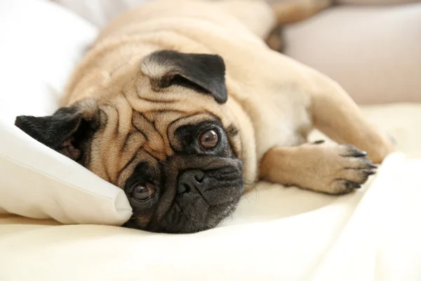 Cagnolino sdraiato — Foto Stock