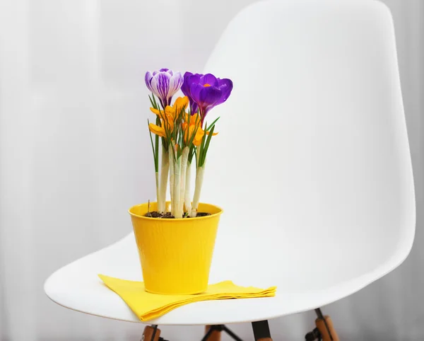 Beautiful crocus flowers in flowerpot on chair, indoors — Stock Photo, Image