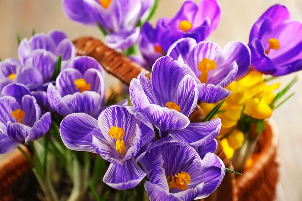 Szép virágok crocus fonott kosár Vértes — Stock Fotó
