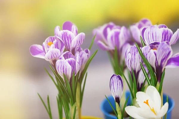 Prachtige crocus bloemen op licht onscherpe achtergrond — Stockfoto