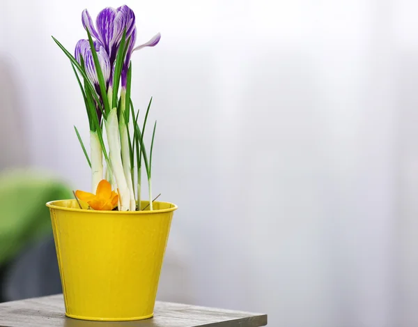 Prachtige crocus bloemen op onscherpe achtergrond — Stockfoto