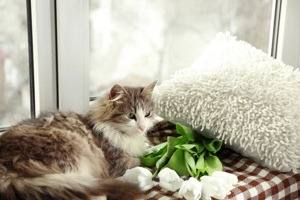 Cat resting on a cozy window seat — Stock Photo, Image