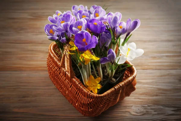 Piękne kwiaty krokus — Zdjęcie stockowe