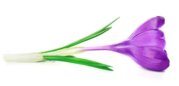 Beautiful crocus flower — Stock Photo, Image