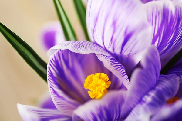 Beautiful crocus flowers closeup — Stock Photo, Image