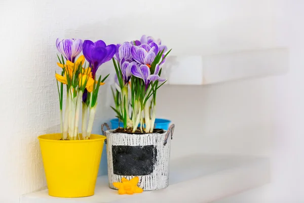 Beautiful crocus flowers on shelf, indoors — Stock Photo, Image