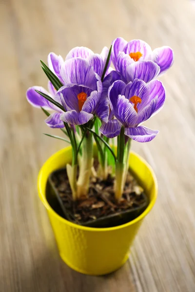 Beautiful crocus flowers in flowerpot on wooden background — Stock Photo, Image