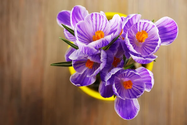 Prachtige crocus bloemen in bloempot, bovenaanzicht — Stockfoto