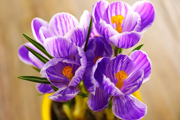 Beautiful crocus flowers in flowerpot closeup — Stock Photo, Image