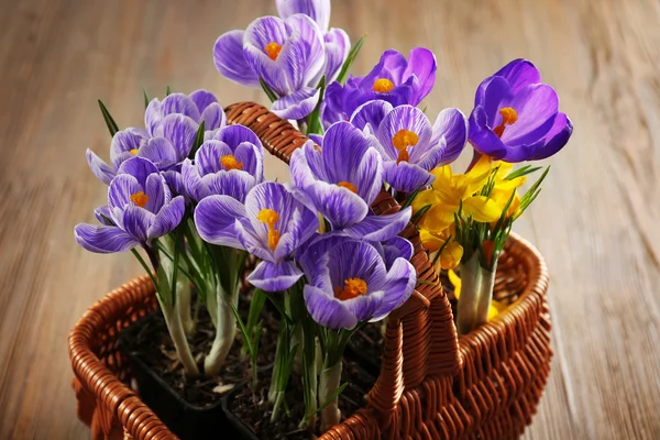 Beautiful crocus flowers in wicker basket on wooden background — Stock Photo, Image