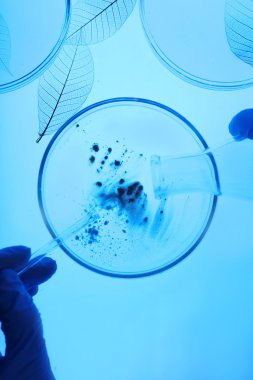 Petri yemekler laboratuvar