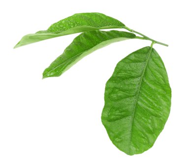 Narenciye yeşil yaprakları 