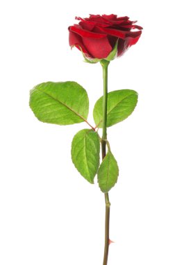 taze kırmızı gül