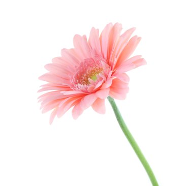 Pembe gerbera, beyaz izole