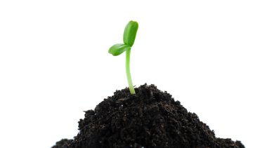 Green seedling growing out of the ground, isolated on white clipart