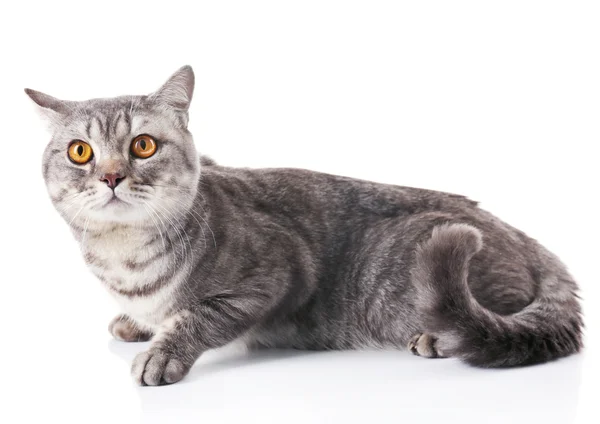 Красивая серая кошка — стоковое фото