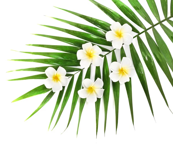 Palmového listí, záběr — Stock fotografie