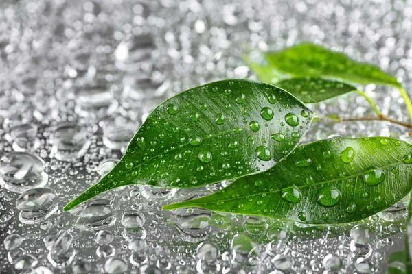 Резиновое растение на мокрой поверхности — стоковое фото