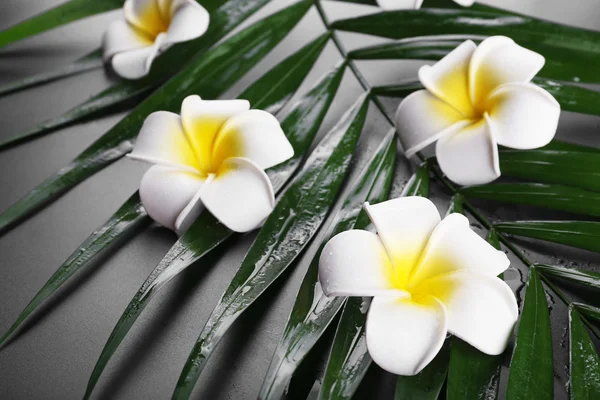 Frangipani blomma på palm lämnar — Stockfoto