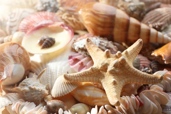 Sea shell achtergrond — Stockfoto