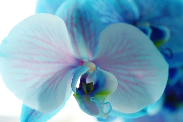 Lindas flores de orquídea azul — Fotografia de Stock