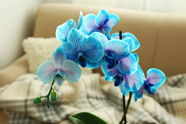 Blue orchid flowers in the room — Stock Photo, Image