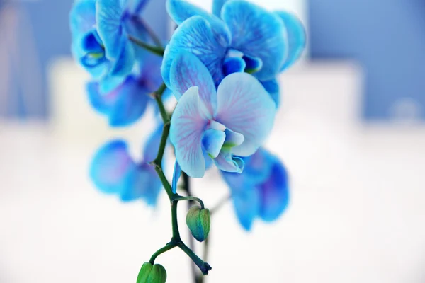 Ramo fiorito di orchidea azzurra — Foto Stock